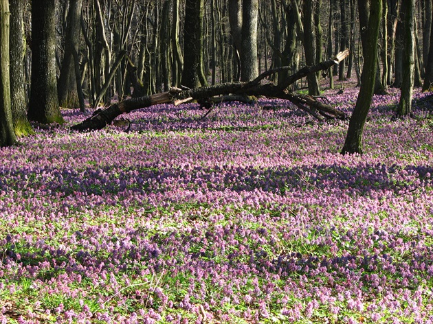 Kvetinový koberec