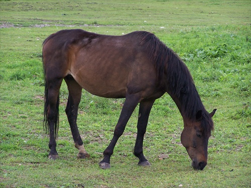 horse