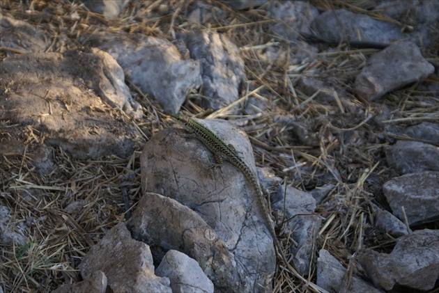 Jašterica - Lizard