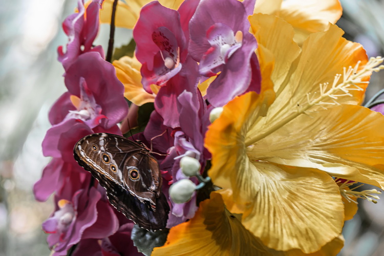 Morpho peleides 