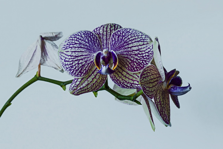 Orchidea 5