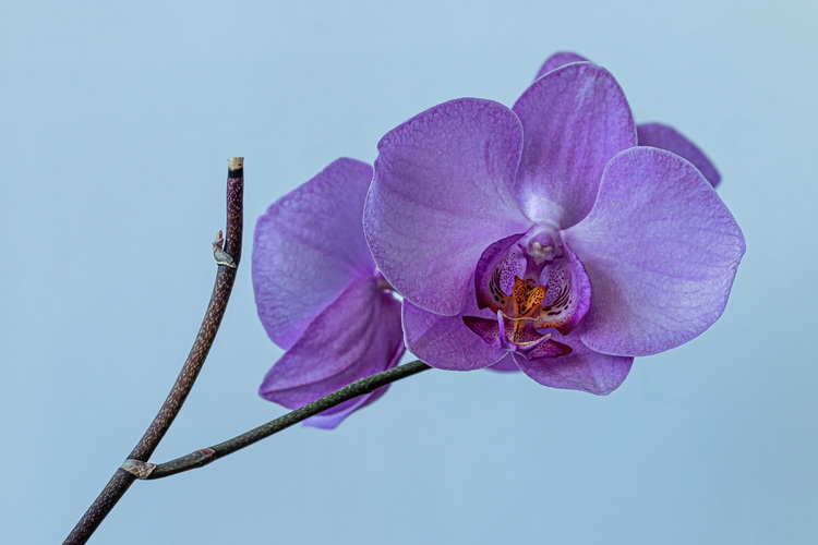 Orchidea 6