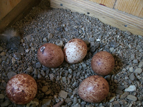 Sokolíky na našom balkóne - takto to začalo