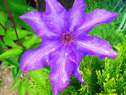 Clematis