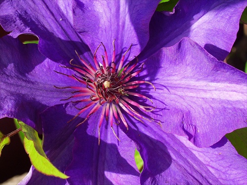 Clematis 2