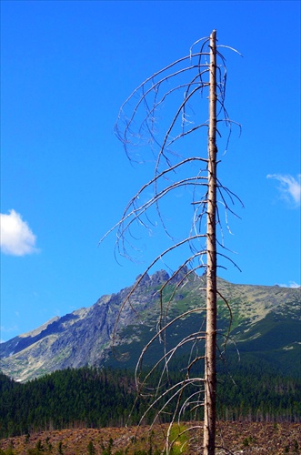 TATRY - posledný mohykán