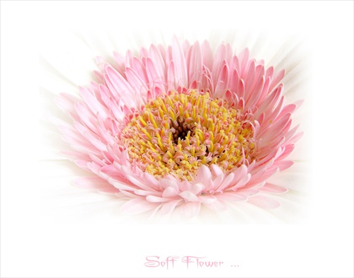 Soft Flower