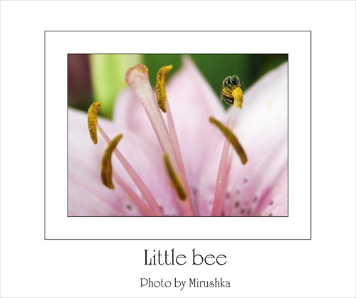 Little Bee