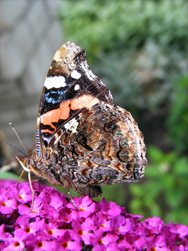 Butterfly and violet flower