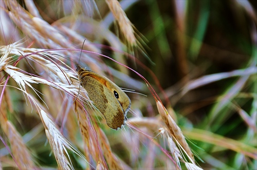 Motyl