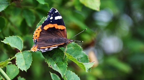 Motyl