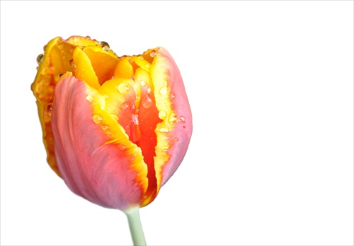 TULIP 3