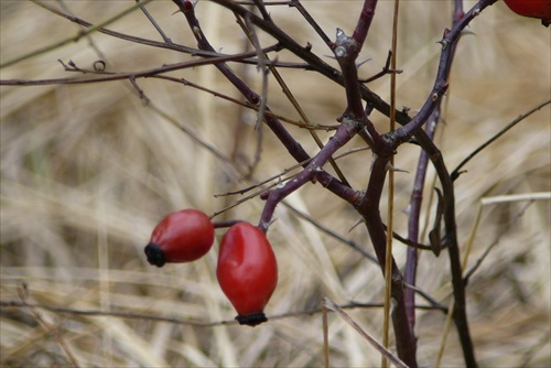 červená