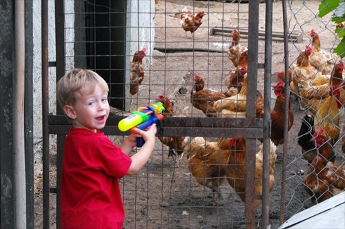 Chicken hunter