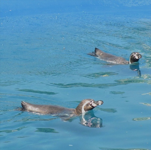 Cassovia Pinguins