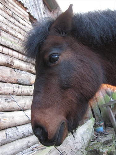 Shetland Pony