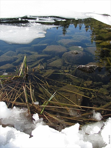 Vrbické pleso