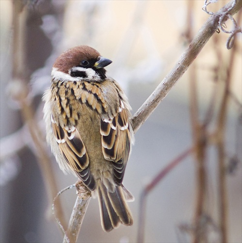 Vrabec poľný (Passer montanus)