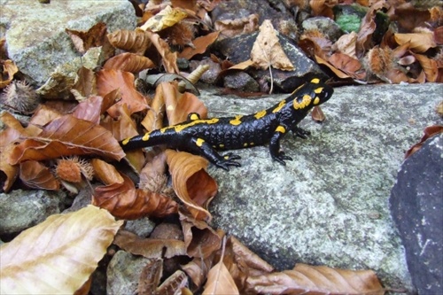 salamandra škvrnitá