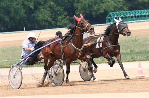 horses training