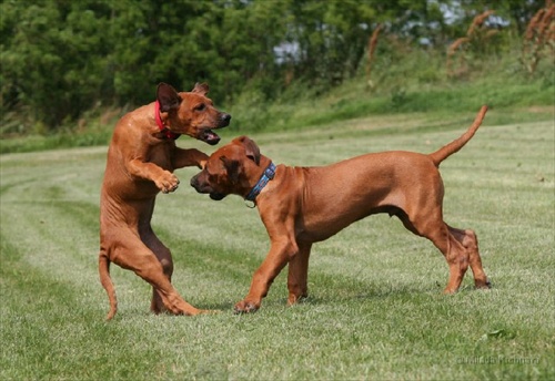 puppies in Matrix