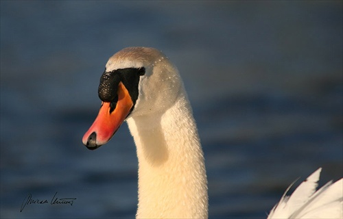 swan