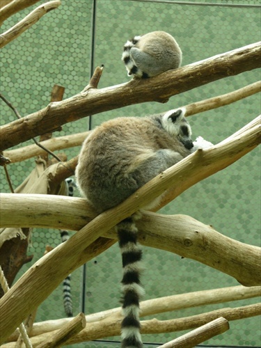 Lemur