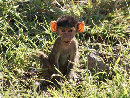 Ears in the sun