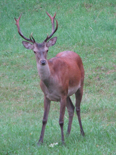 jeleň II