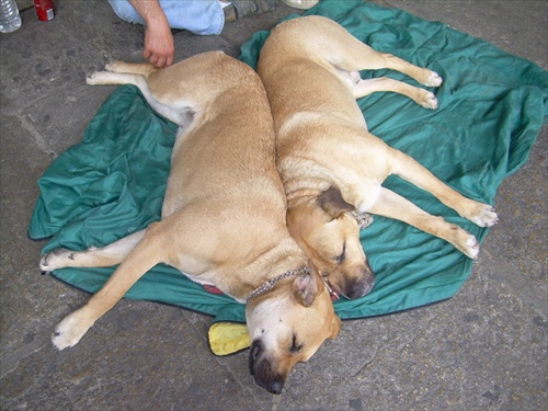 Siesta in Torino