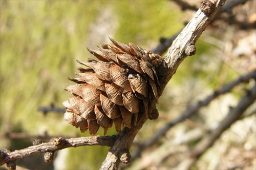 Šišuľda