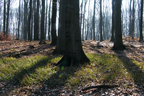 oaza/ostrovček