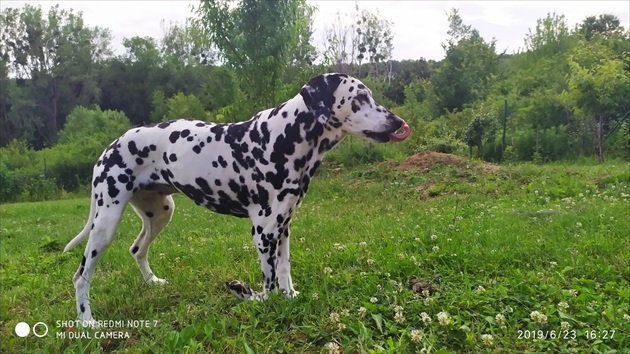 Ebinka -včera na záhrade