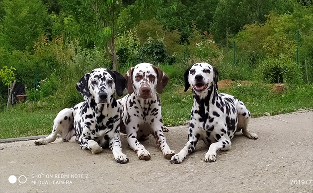 bodkované trio