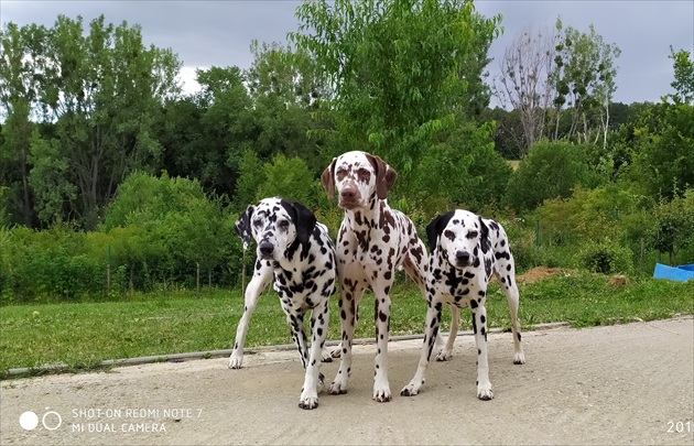 bodkované komando