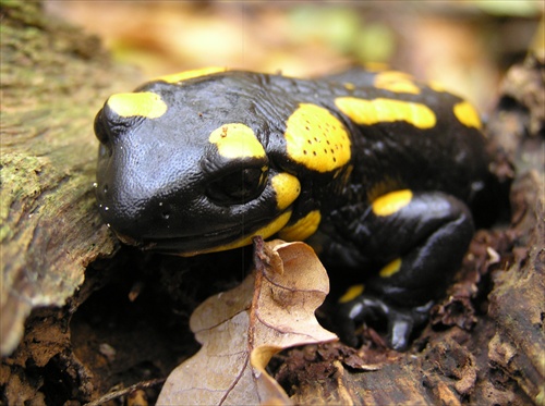 Salamandra