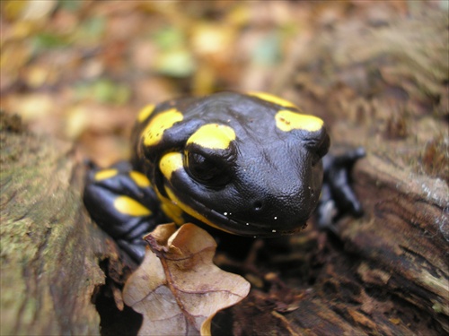 Salamandra