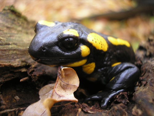 Salamandra