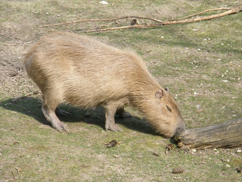 Kapybara