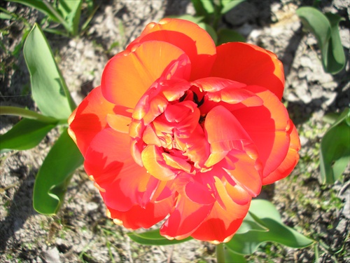 Tulipanik 2