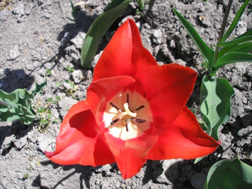 Tulipanik 5