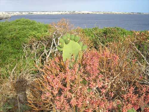 Spanelska flora