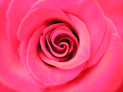 Rose 2