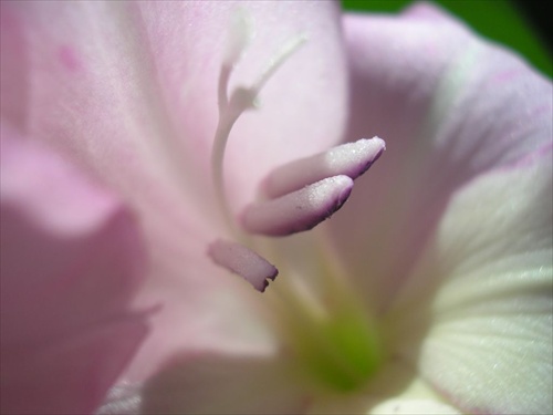 Gladiola - zoom