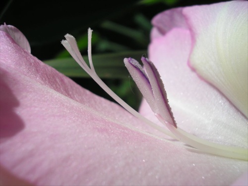 Gladiola - zoom 2