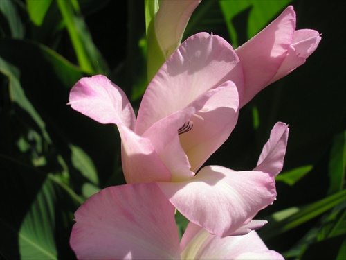 Gladiola 2