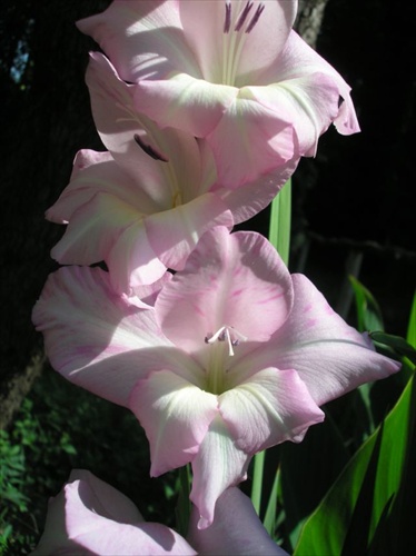 Gladiola 3