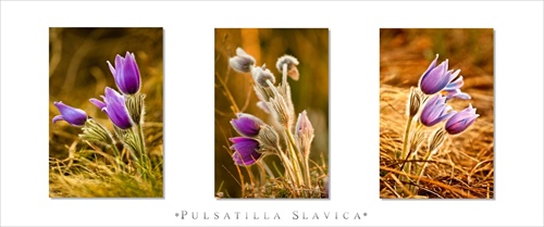 * PULSATILLA SLAVICA *