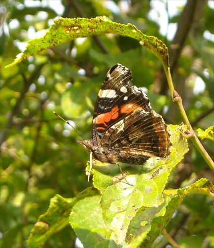 Motyl