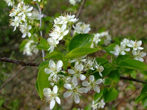 spomienka na jar